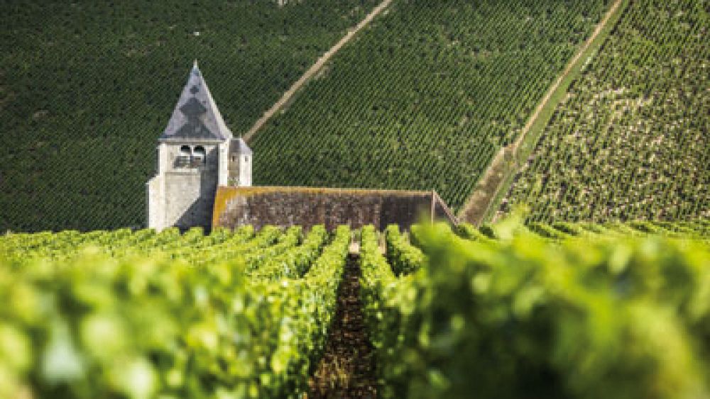 La viticulture bio en Bourgogne