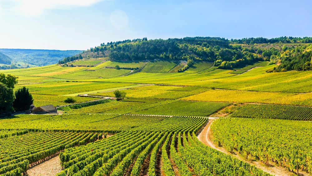 What is the climate of Burgundy?