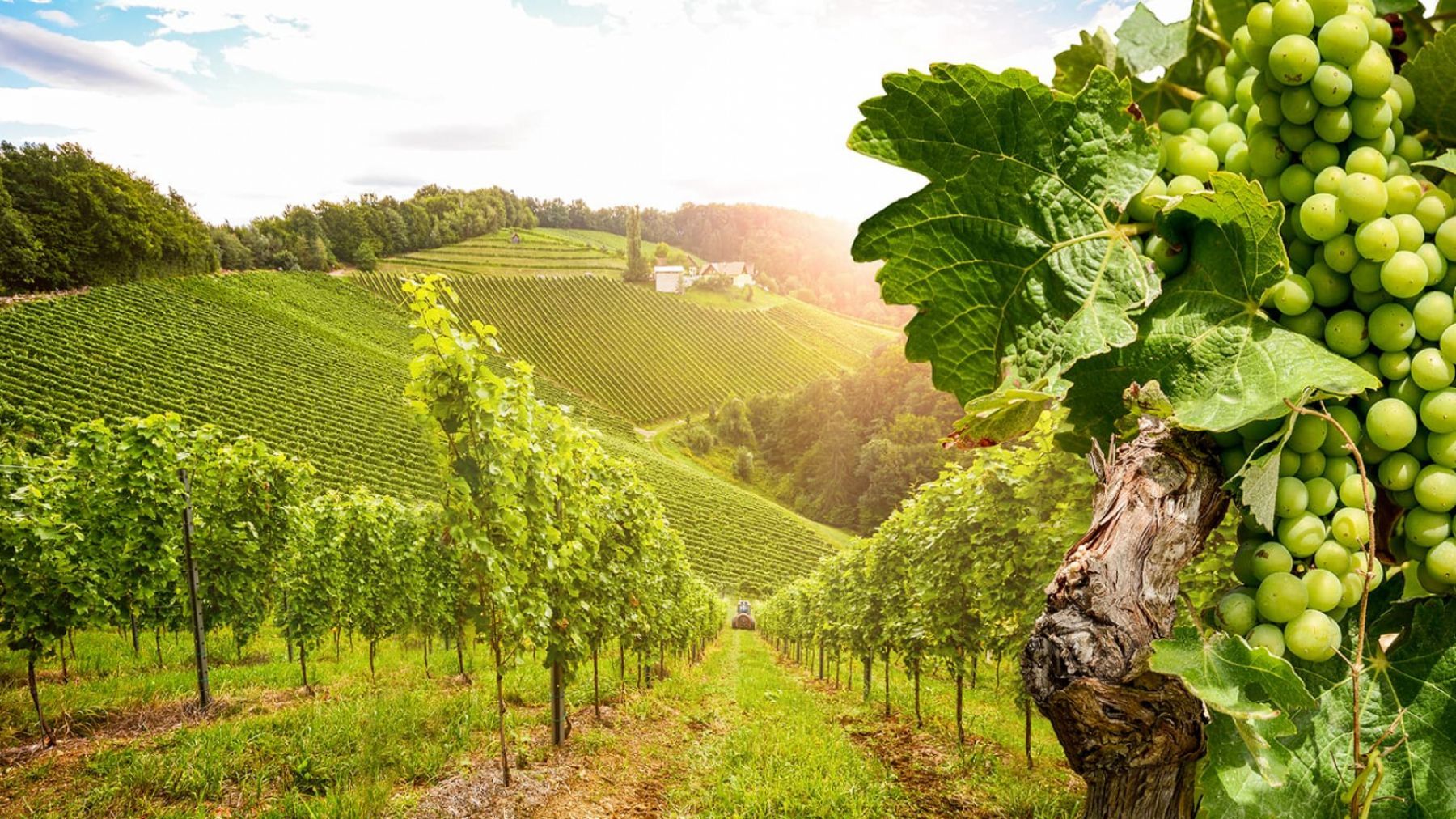 La route des vins de Bourgogne