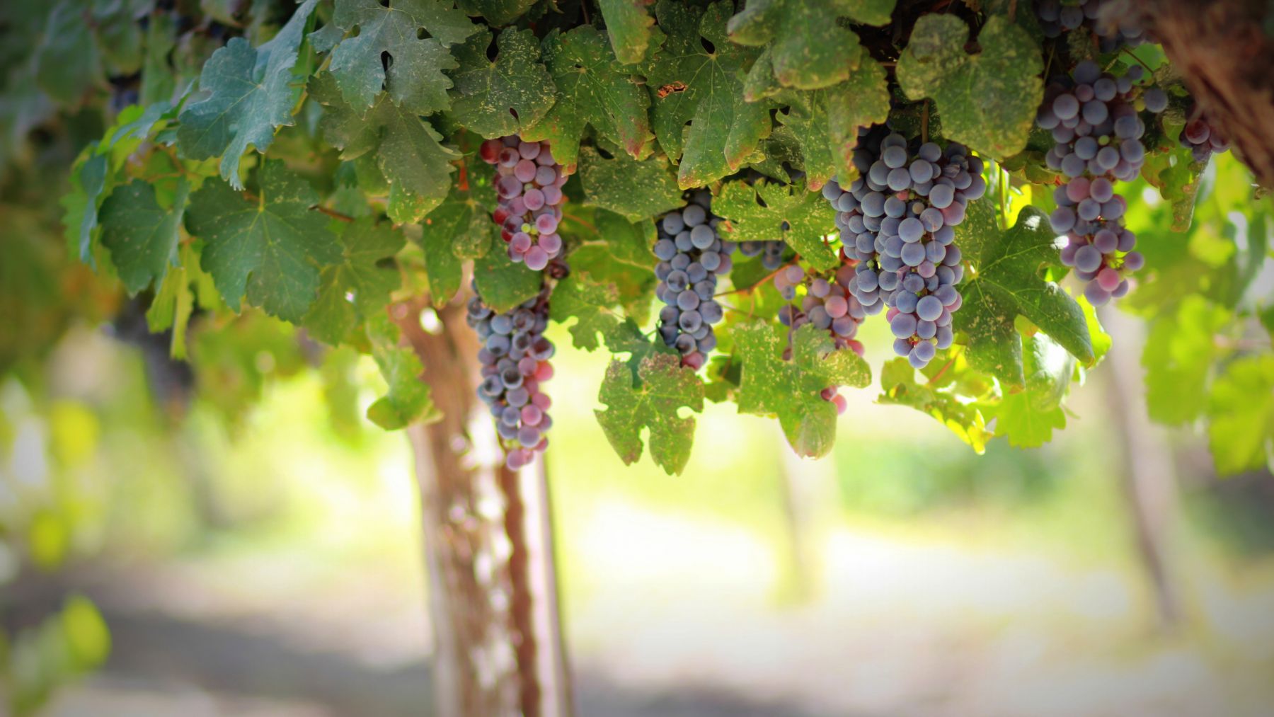 Le vignoble du Mâconnais